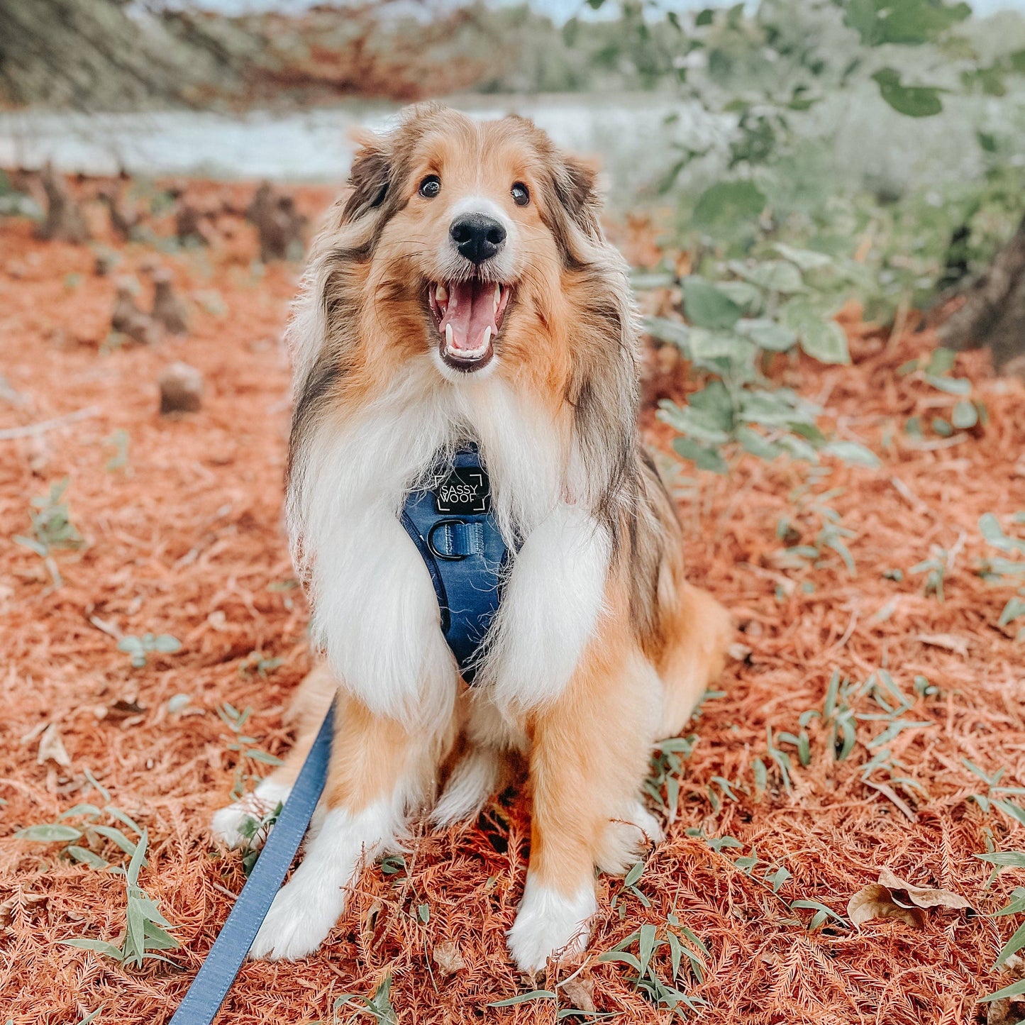 Dog Leash - Twilight