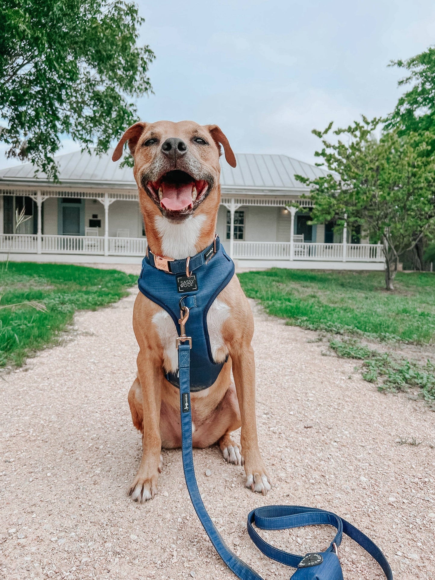 Dog Collar - Twilight