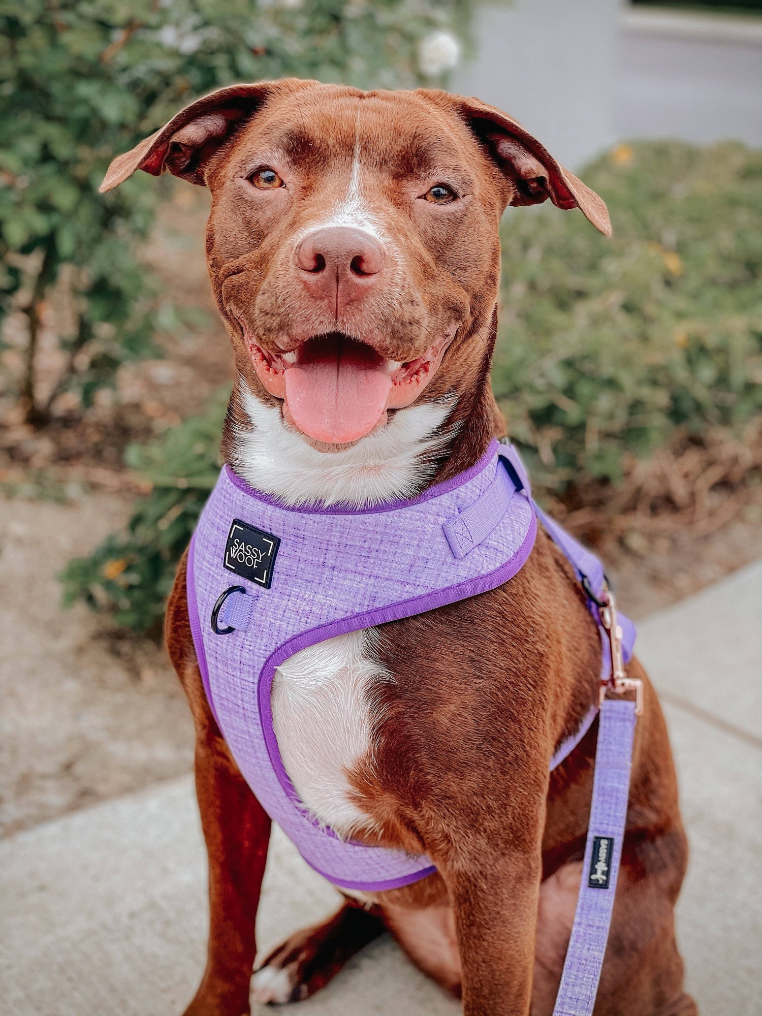 Dog Leashes, Harness, Collars