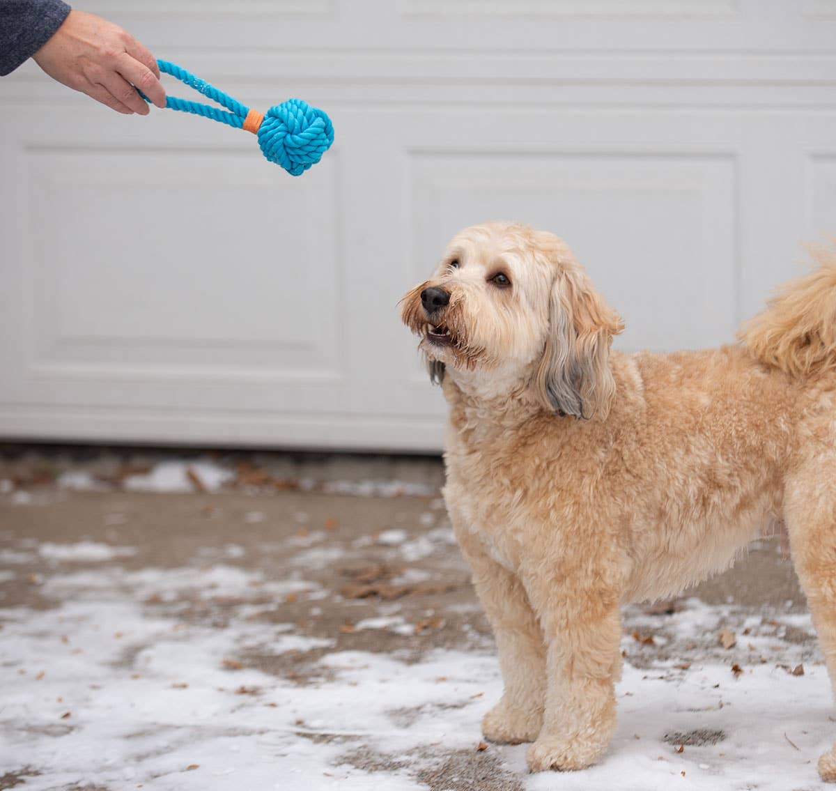 ThoozyPet Ball Tug Rope Dog Toy with Handle | Interactive Tug & Fetch Toy for Puppies and Small Dogs (Assorted)