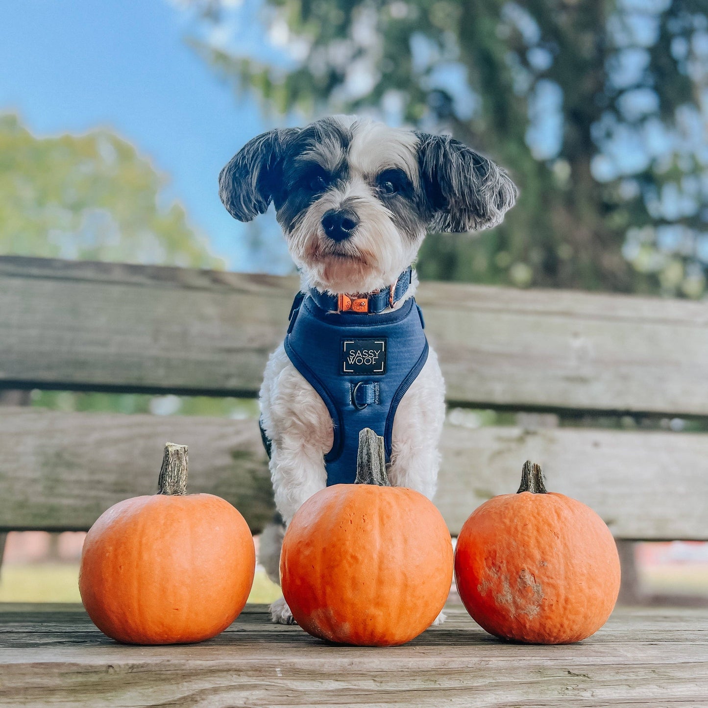 Dog Collar - Twilight