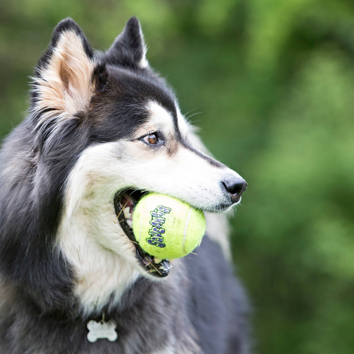 KONG® SqueakAir® Tennis Ball | Durable Squeaky Fetch Toy for Dogs 🐾🎾 Small