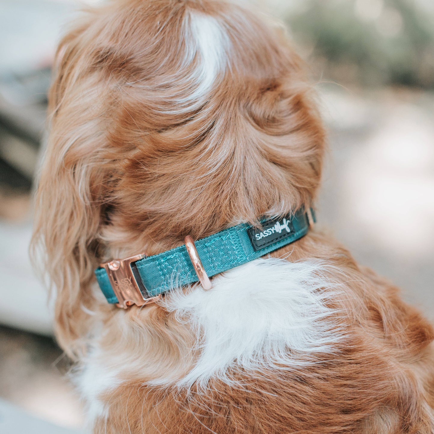 Dog Collar - Forest